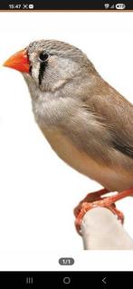 zebravink pop vrouwtjes gezocht, Dieren en Toebehoren, Vogels | Parkieten en Papegaaien, Vrouwelijk, Parkiet