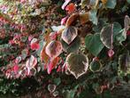 Cercis Canadensis Carolina Sweetheart / judas boom / Nieuw ‼, Tuin en Terras, Halfschaduw, Lente, 250 tot 400 cm, Ophalen