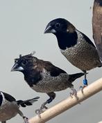 Molukse bronzeman kuif, Meerdere dieren