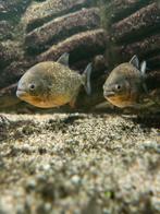 rode buik piranha, Dieren en Toebehoren, Vis, Zoetwatervis