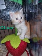 Hele leuke polydactyle Maincoon kittens : met stamboom, Dieren en Toebehoren, Katten en Kittens | Raskatten | Langhaar, Meerdere dieren