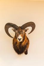 Moeflon kop, Ophalen of Verzenden, Nieuw, Overige soorten, Gewei of Kop