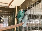 Kakariki parkiet, Dieren en Toebehoren, Vogels | Parkieten en Papegaaien, Meerdere dieren, Parkiet, Geringd
