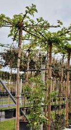 Morus alba 'Fruitless' (Witte moerbei)🌿, Ophalen