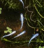 Á 30 Japanse rijstvisjes en/of meerdere posthoornslakjes, Ophalen of Verzenden