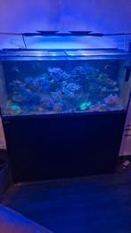 Compleet zeeaquarium, Dieren en Toebehoren, Ophalen of Verzenden, Zo goed als nieuw, Gevuld zeewateraquarium