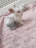 7 Gezonde mini-lop schattige hangoor Ras konijntjes., Dieren en Toebehoren, Konijnen, Meerdere dieren, Dwerg, Hangoor, 0 tot 2 jaar