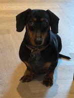 Oppas gezocht voor George ( dwergteckel ), Juni, Mannelijk