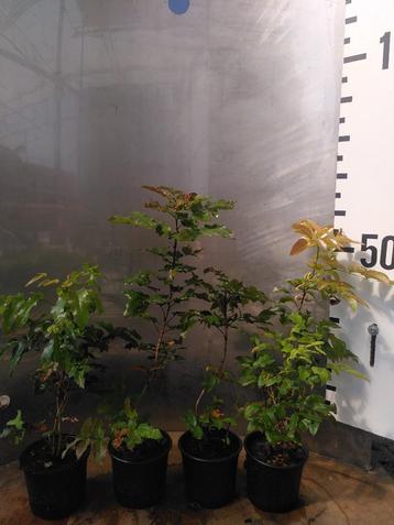 Mahonia Berberis aquifolium– Mahoniestruik beschikbaar voor biedingen