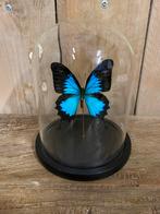Stolp met Ulysses vlinder, Verzamelen, Dierenverzamelingen, Ophalen of Verzenden, Nieuw, Insect, Opgezet dier