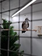 Doffer tamboerijnduif 2025 geringt, Dieren en Toebehoren, Vogels | Overige Vogels, Meerdere dieren