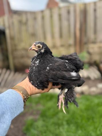Cochin kriel hen beschikbaar voor biedingen