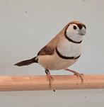 Te koop bichenow man beige uit buitenvoliere  geringd 2025, Dieren en Toebehoren, Vogels | Overige Vogels, Mannelijk, Geringd
