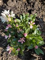 rhododendron, Ophalen, Vaste plant, Overige soorten, Halfschaduw