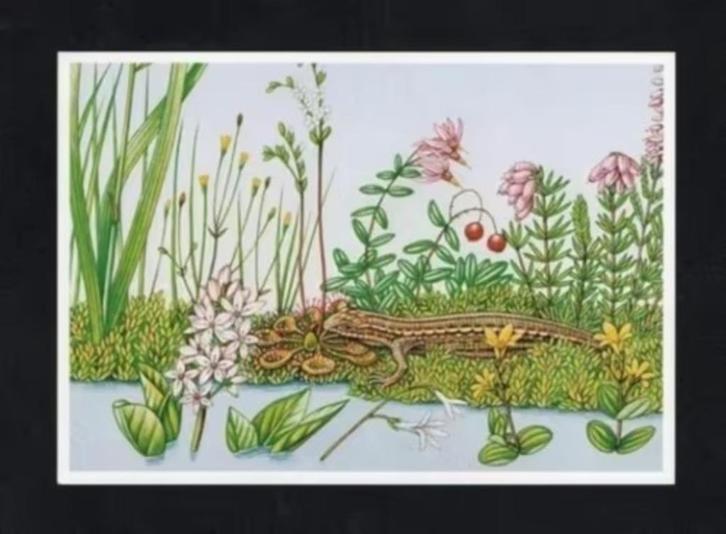 Levendbarende Hagedis Reptiel Natuur, Erno Tromp., Verzamelen, Ansichtkaarten | Dieren, Ongelopen, 1980 tot heden, Reptiel, Ophalen of Verzenden