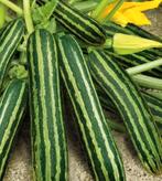 Courgette Courcouzella italiaanse plantjes moestuinplantjes, Ophalen