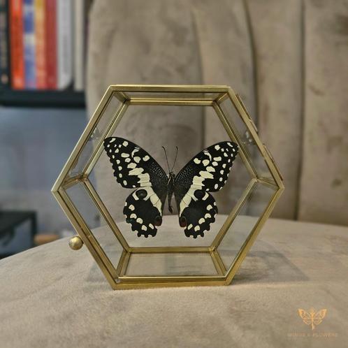 Vlinderstolp/Vlinders in stolp, Huis en Inrichting, Woonaccessoires | Stolpen, Nieuw, Ophalen of Verzenden