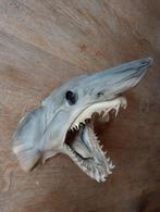 Mako / Kortvinmakreelhaai taxidermie, Ophalen of Verzenden, Gebruikt, Overige soorten, Opgezet dier