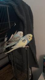 2 grasparkieten koppeltje, Meerdere dieren, Parkiet, Tam