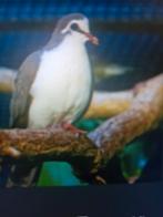 KWEEKKOPEL TABOERIJNDUIF JES, Dieren en Toebehoren, Mannelijk, Tropenvogel