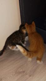 Jonge poesjes, Dieren en Toebehoren, Katten en Kittens | Raskatten | Korthaar