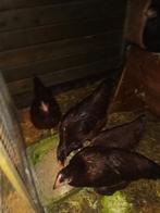 Kippen, Dieren en Toebehoren, Pluimvee