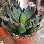 Mangave praying hands, Ophalen of Verzenden, Overige soorten, Volle zon