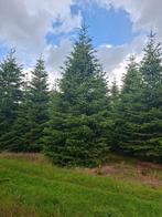 Nordmann kerstbomen AA kwaliteit 5-8 meter, Tuin en Terras, Planten | Bomen, Ophalen, Zomer, Volle zon, Overige soorten