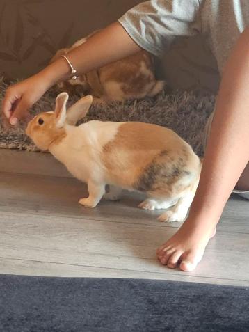 Twee jonge konijnen (koppel) zoeken een forever home  beschikbaar voor biedingen