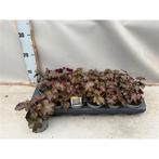 Heuchera micrantha Palace Purple Rood purperklokje, Ophalen, Vaste plant, Overige soorten, Volle zon