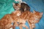 Maine coon kittens te koop, Meerdere dieren, 0 tot 2 jaar