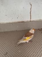 Majoorputters te koop, Dieren en Toebehoren, Vogels | Kanaries, Meerdere dieren