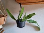 Lepismium houlletianum, Ophalen, Overige soorten, Minder dan 100 cm