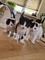 Nog 2 kittens te koop, 1 verkocht, Dieren en Toebehoren, Katten en Kittens | Overige Katten, Geslacht onbekend, Kortharig, 0 tot 2 jaar