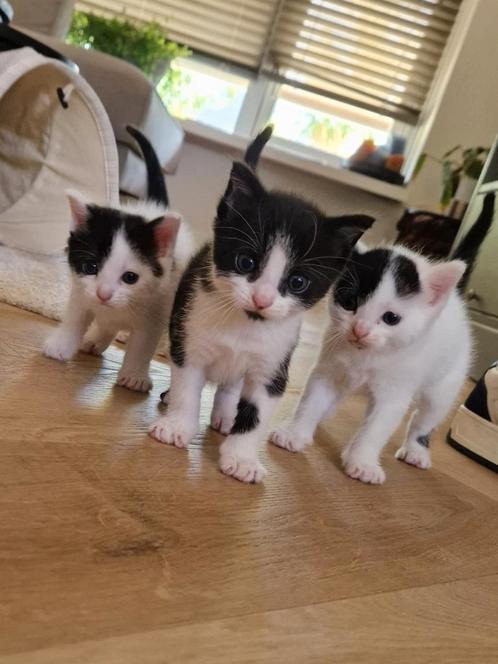 Nog 2 kittens te koop, 1 verkocht, Dieren en Toebehoren, Katten en Kittens | Overige Katten, Kortharig, Geslacht onbekend, 0 tot 2 jaar