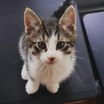 Laatste 2x brits korthaar kitten mogen gelijk mee, Dieren en Toebehoren, Katten en Kittens | Overige Katten, Meerdere dieren