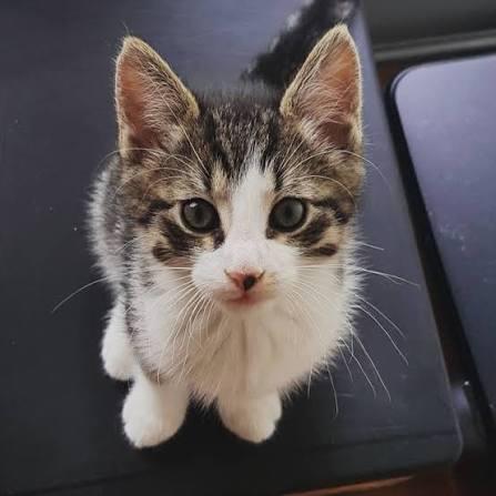Laatste 2x brits korthaar kitten mogen gelijk mee, Dieren en Toebehoren, Katten en Kittens | Overige Katten, Meerdere dieren