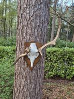 Abnormaal Edelhert Gewei Mancave Jacht, Ophalen, Gebruikt, Hert, Gewei of Kop
