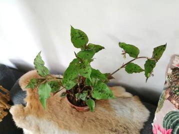 Tradescantia Tinantia Pringle variegata  beschikbaar voor biedingen