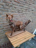 Opgezette vos taxidermy opgezet fox schedel kerst gewei hert, Ophalen, Wild dier, Opgezet dier