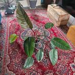 Philondendron red beauty, Ophalen, Overige soorten, Halfschaduw, In pot