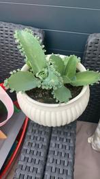 Vet plant met pot €4, Huis en Inrichting, Kamerplanten, Ophalen, Overige soorten, Minder dan 100 cm