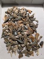 Grote partij haaientanden uit Rumst., Ophalen of Verzenden, Fossiel