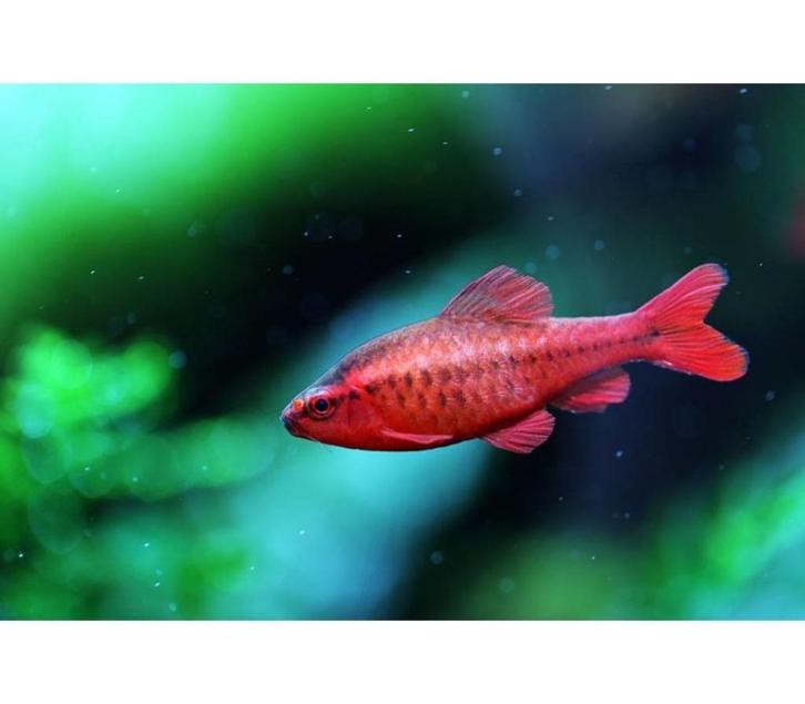 Cherry barbeel - Leuke scholenvis voor het tropisch aquarium, Dieren en Toebehoren, Vissen | Aquariumvissen, Zoetwatervis, Vis