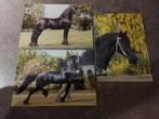 Set van 3 grote ansichtkaarten met het Friese paard., Ophalen of Verzenden, Zo goed als nieuw, Dier