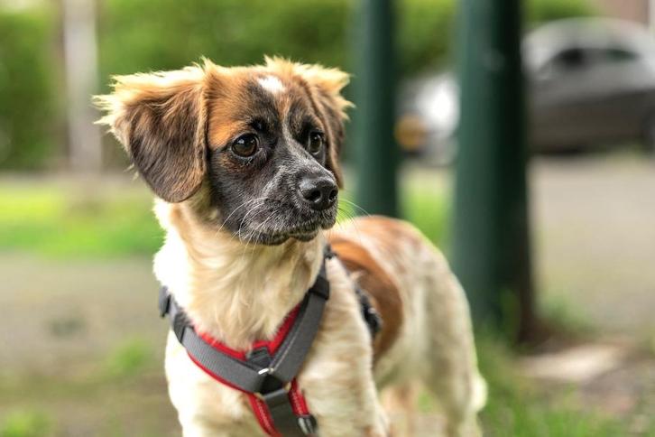 DIDI, Klein blijvend teefje, pup, prima met katten, Dieren en Toebehoren, Honden | Niet-rashonden, Klein, Teef, Particulier, Eén hond