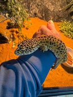 luipaard gekko.man, Dieren en Toebehoren, Reptielen en Amfibieën, Hagedis, Tam, 3 tot 6 jaar