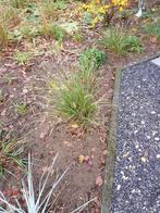 Lampepoetser pennisetum 5 stuks, Tuin en Terras, Planten | Tuinplanten, Ophalen, Overige soorten, Halfschaduw