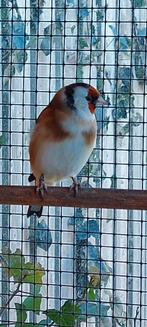 Major putter pop, Vrouwelijk, Bastaard