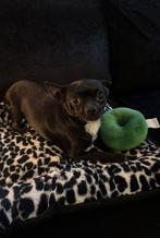 Chihuahua, Dieren en Toebehoren, Parvo, Jack Russell Terriër, Reu, 1 tot 2 jaar